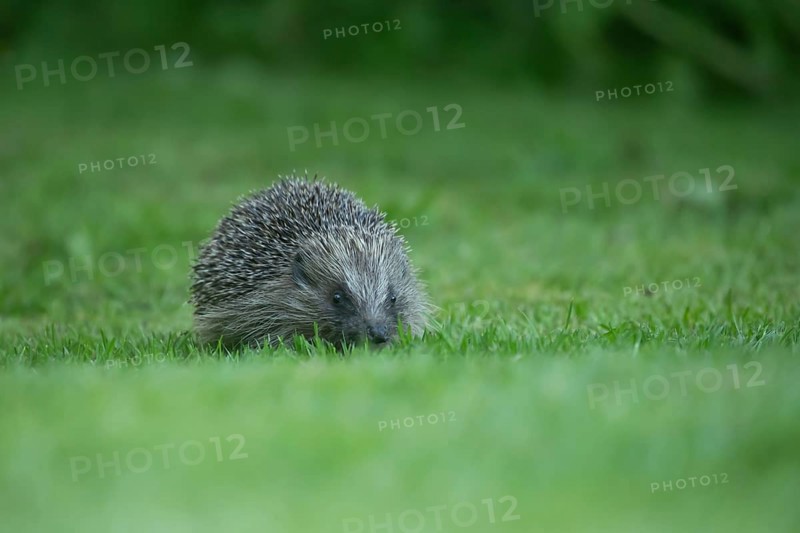 European hedgehog (Erinaceus europaeus) adult animal on a garden grass lawn in spring, England, United Kingdom