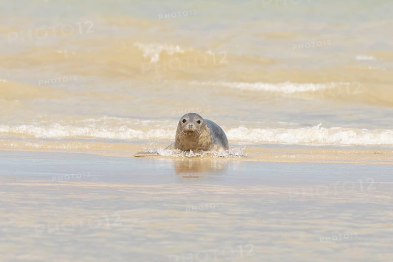 Common or Harbour or Habor seal (Phoca vitulina) adult animal emerging from the sea, England, United Kingdom