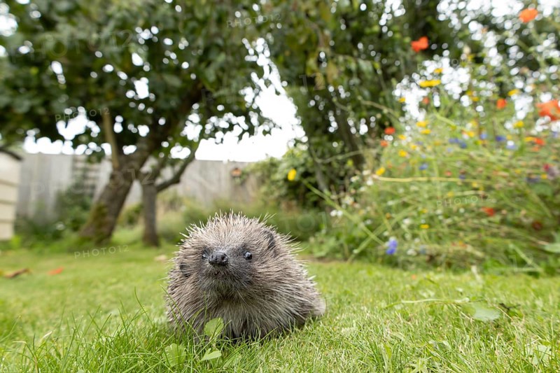 European hedgehog (Erinaceus europaeus) adult animal on a garden grass lawn in summer, England, United Kingdom