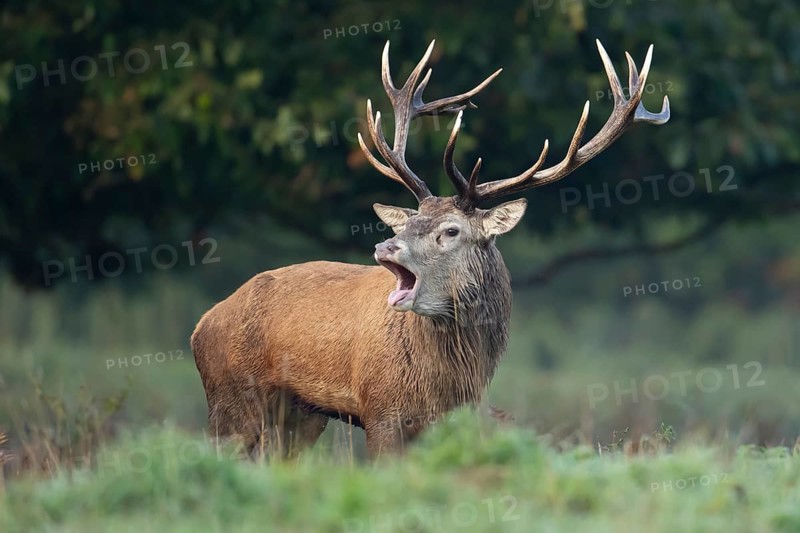 Red deer (Cervus elaphus) adult male stag animal roaring during the rut in autumn, England, United Kingdom