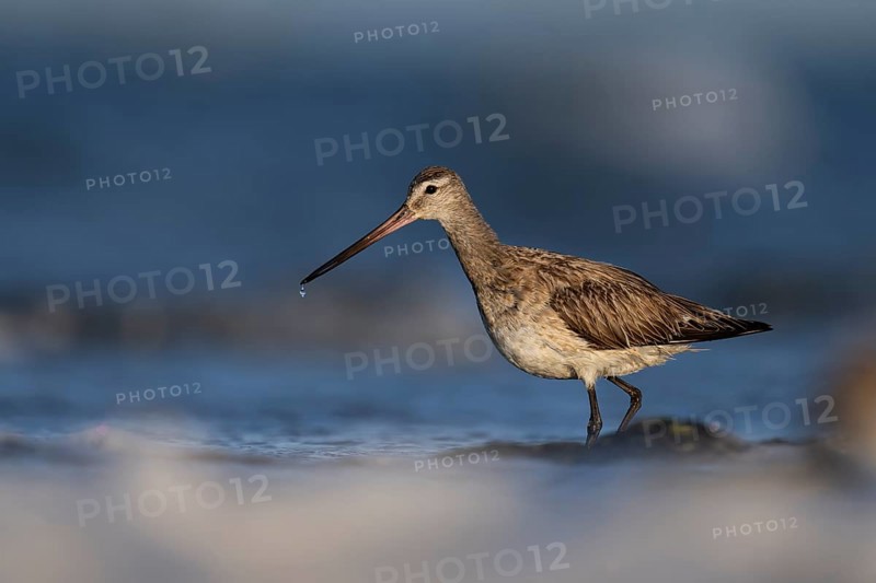Bar-tailed Godwit (Limosa lapponica), Texel, Netherlands