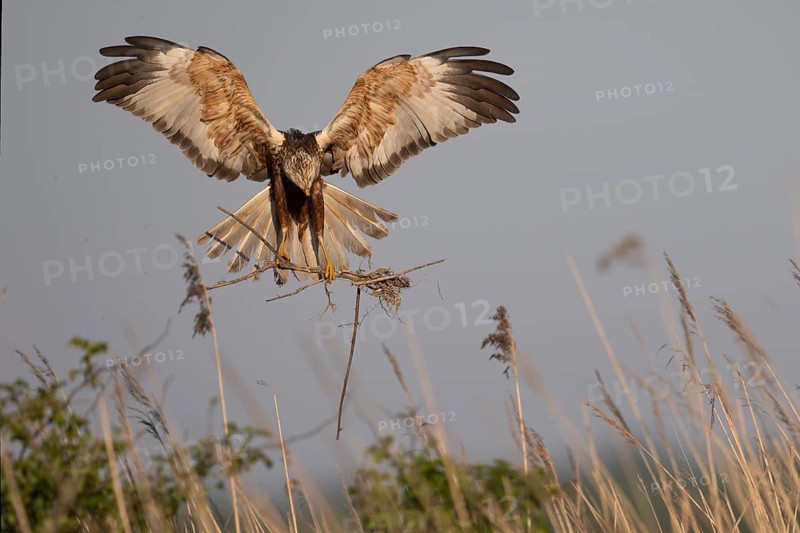 Marsh harrier (Circus aeruginosus), Texel, Netherlands