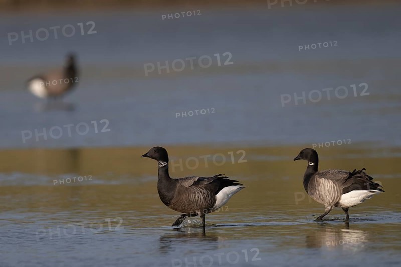Brent goose (Branta bernicla), Texel, Netherlands