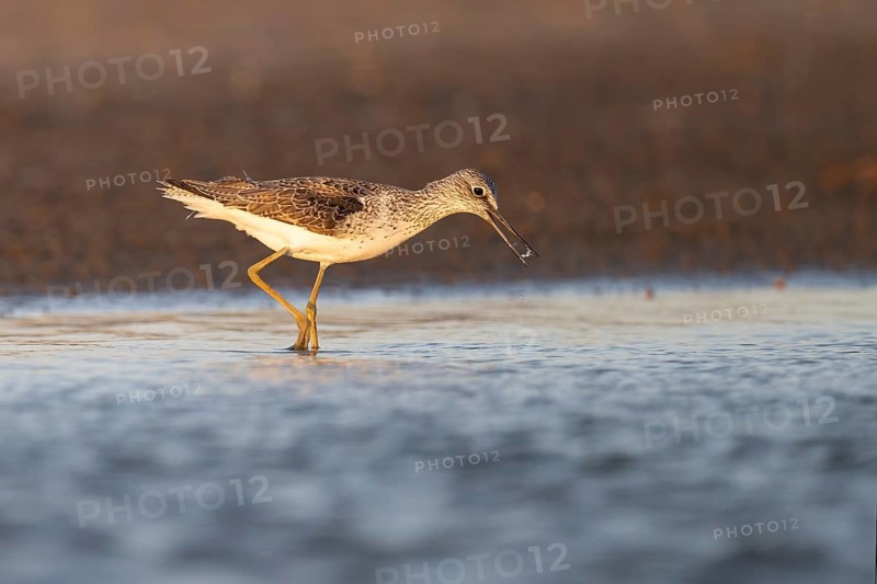 Greenshank (Tringa nebularia), Texel, Netherlands