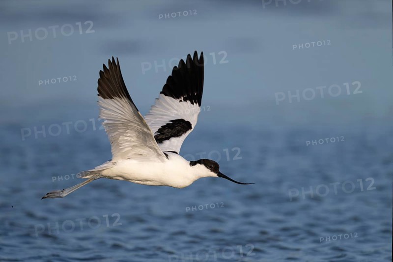 Avocet (Recurvirostra avosetta), Texel, Netherlands