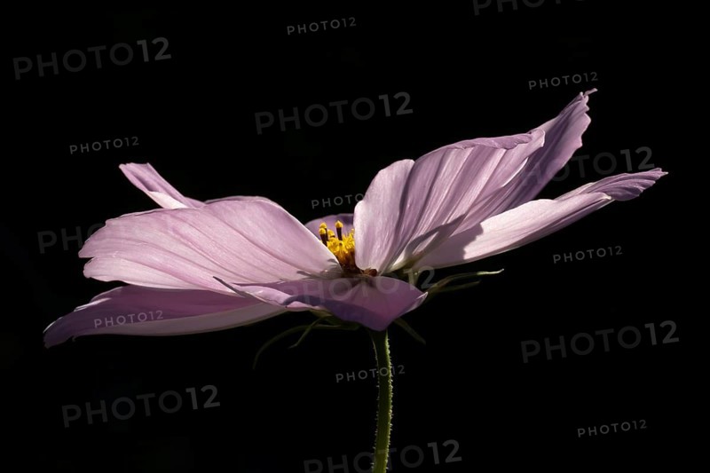 Cosmos garden annual pink flower in summer, England, United Kingdom