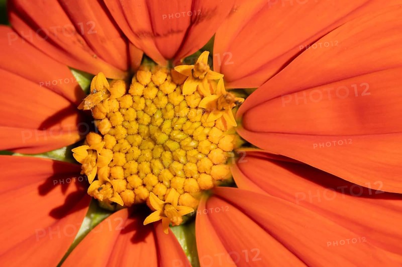 Mexican sunflower (Tithonia spp) 'Goldfinger' garden annual orange flower in summer, England, United Kingdom
