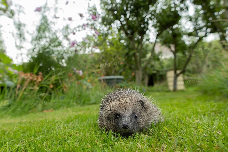European hedgehog (Erinaceus europaeus) adult mammal walking on a garden grass lawn in summer, England, United Kingdom