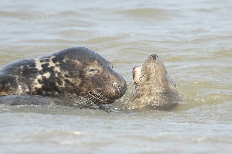 Grey seal (Halichoerus grypus) two adult marine mammals playing in the shallow waves of the sea, England, United Kingdom