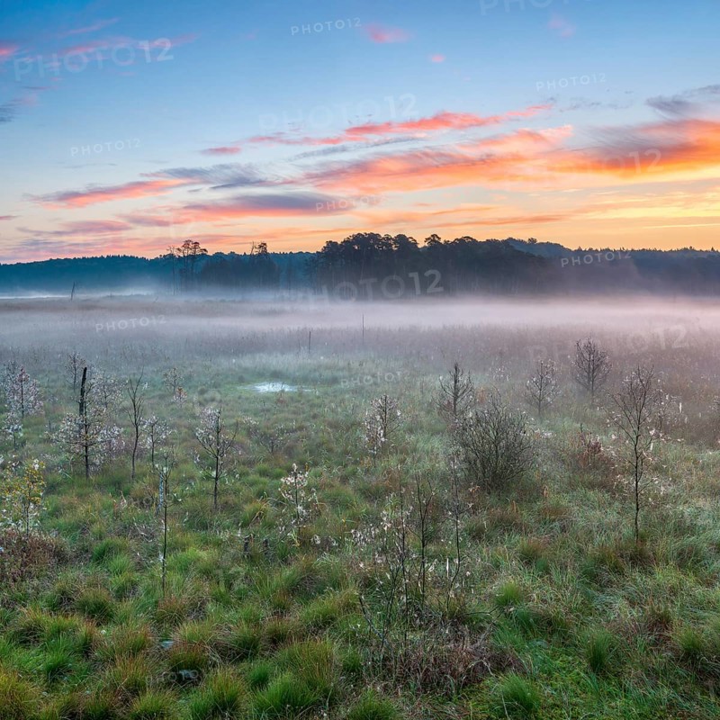 Sunrise in the moor with morning fog, Müritz National Park, Serrahn area, Mecklenburg-Western Pomerania, Germany