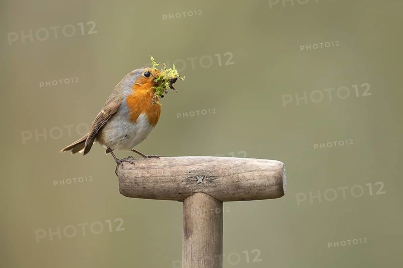 European robin (Erithacus rubecula) adult garden bird with nesting material in its beak on a fork handle in spring, England, United Kingdom