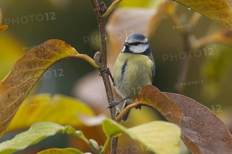 Blue tit (Cyanistes caeruleus) adult garden bird in a Magnolia tree with autumn colour leaves, England, United Kingdom