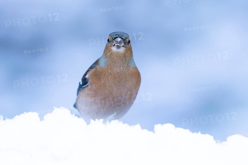 Eurasian chaffinch (Fringilla coelebs) adult male garden bird in snow in winter, England, United Kingdom