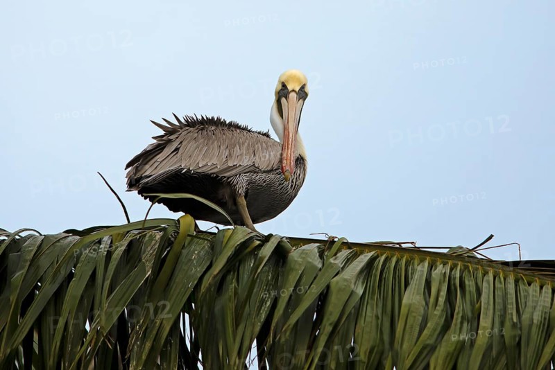 Brown pelican (Pelecanus occidentalis) on a palm tree at the Rio Dulce, Livingston, Departamento Izabal, Guatemala