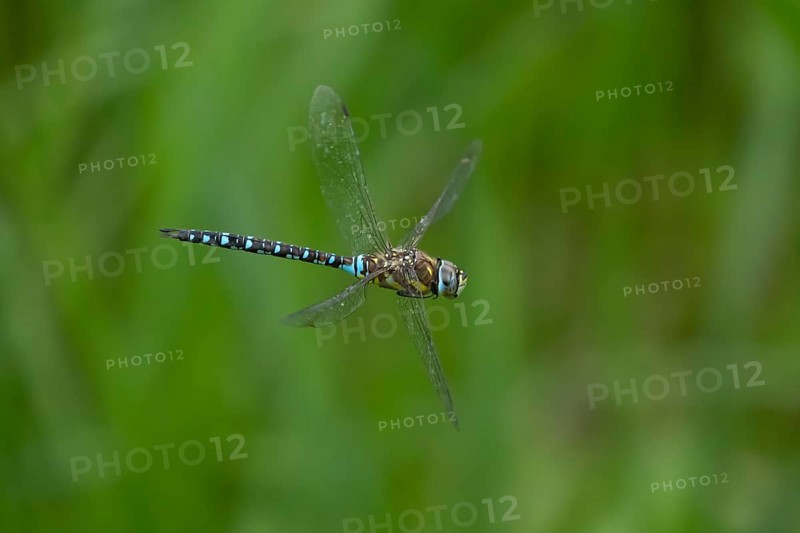 Migrant hawker dragonfly (Aeshna mixta) adult insect flying in summer, England, United Kingdom