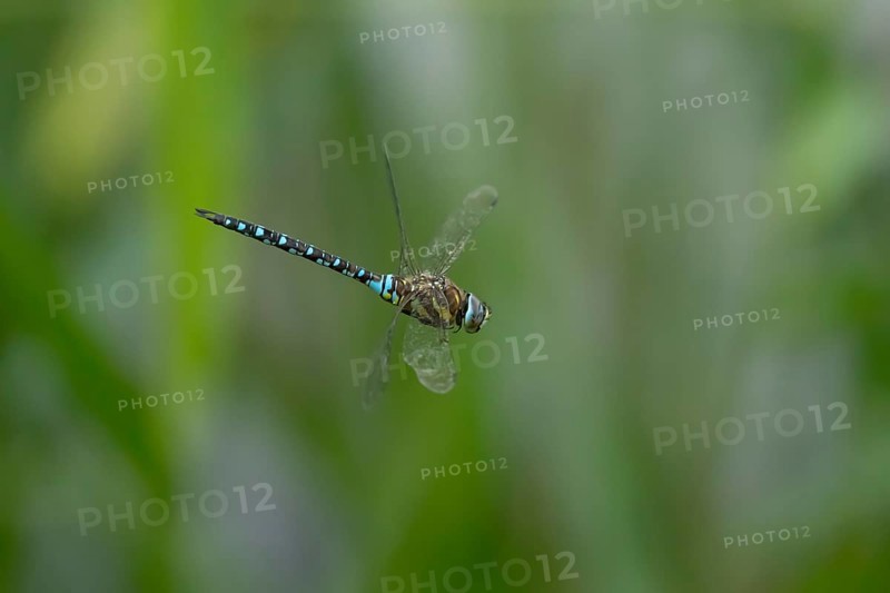 Migrant hawker dragonfly (Aeshna mixta) adult insect in flight in summer, England, United Kingdom