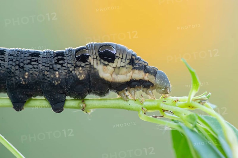 Elephant hawkmoth (Deilephila elpenor) adult moth insect caterpillar or larva feeding on a garden Fuchsia plant leaf in summer, England, United Kingdom