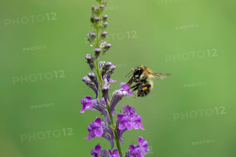 Common carder bumblebee (Bombus pascuorum) adult bee insect feeding on a garden Toadflax flower in summer, England, United Kingdom