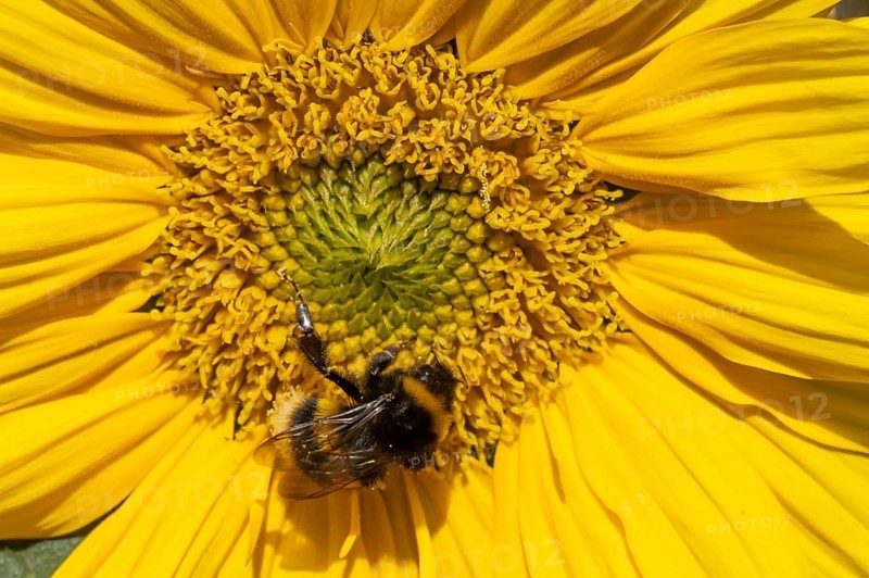 Buff tailed bumblebee (Bombus terrestris) adult bee insect feeding on a garden sunflower flower in summer, England, United Kingdom