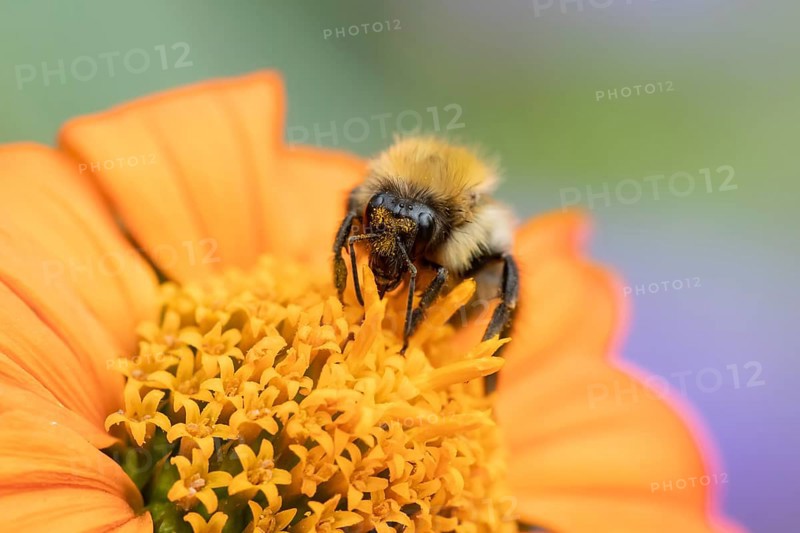 Common carder bumblebee (Bombus pascuorum) adult bee insect feeding on a garden Mexican sunflower (Tithonia spp) flower in summer, England, United Kingdom