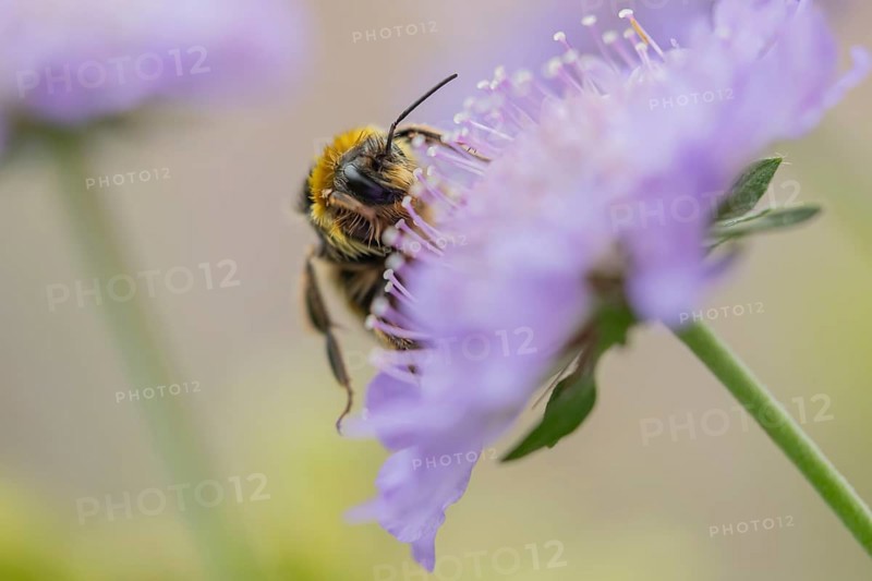 Buff tailed bumblebee (Bombus terrestris) adult bee insect feeding on a Field scabious flower in summer, England, United Kingdom