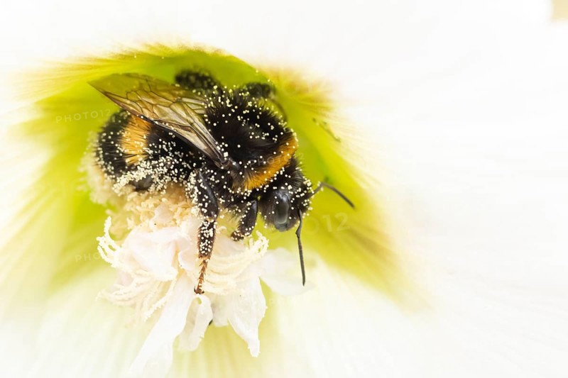 Buff tailed bumblebee (Bombus terrestris) adult bee insect feeding on a garden Hollyhock flower in summer, England, United Kingdom
