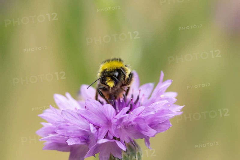 Early bumblebee (Bombus pratorum) adult bee insect feeding on a garden Cornflower flower in summer, England, United Kingdom
