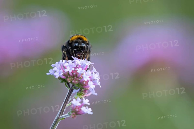 Buff tailed bumblebee (Bombus terrestris) adult bee insect feeding on a garden Verbena bonariensis flower in summer, England, United Kingdom