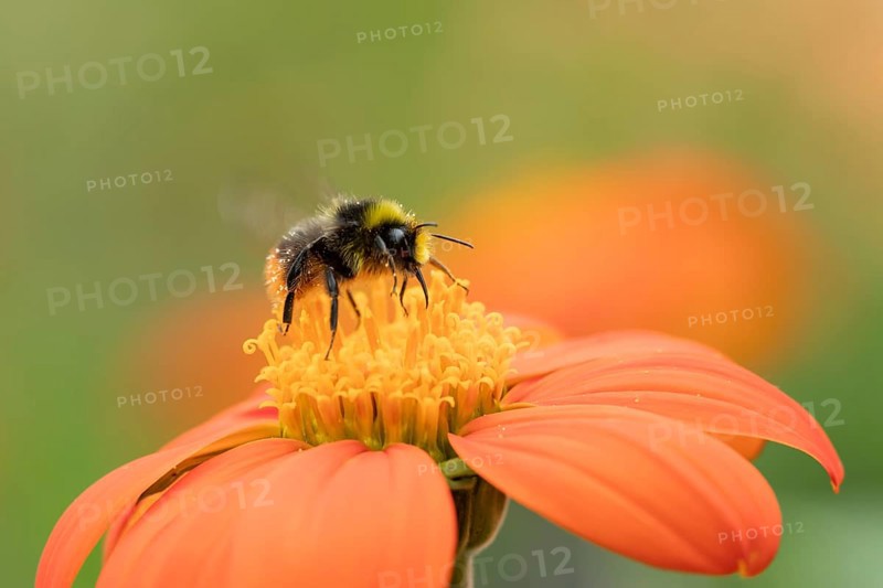 Early bumblebee (Bombus pratorum) adult bee insect feeding on a garden Mexican sunflower (Tithonia spp) flower in summer, England, United Kingdom