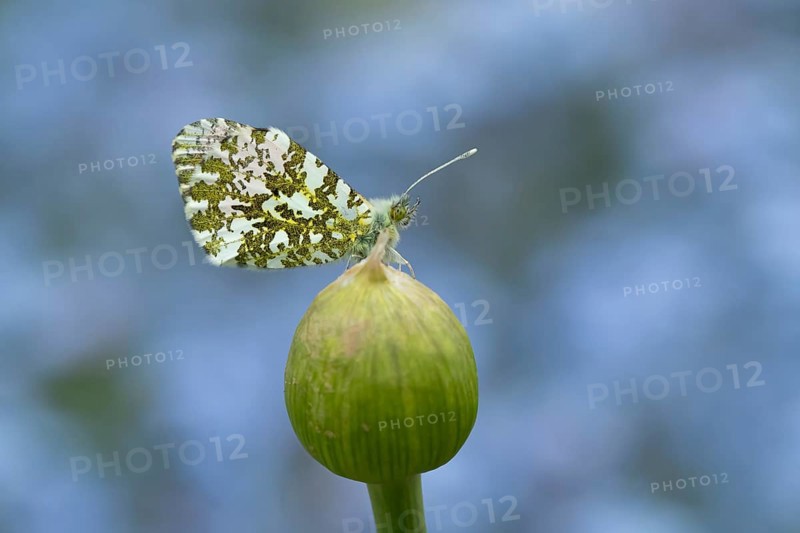 Orange tip butterfly (Anthocharis cardamines) adult insect resting on a garden Allium flower bud in spring, England, United Kingdom