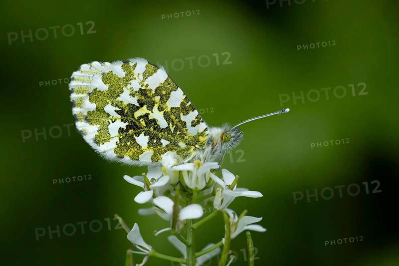 Orange tip butterfly (Anthocharis cardamines) adult insect feeding on a garden white Garlic mustard flower in spring, England, United Kingdom