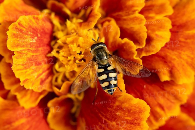 Common hoverfly (Eupeodes corollae) adult insect feeding on a garden French marigold flower in summer, England, United Kingdom