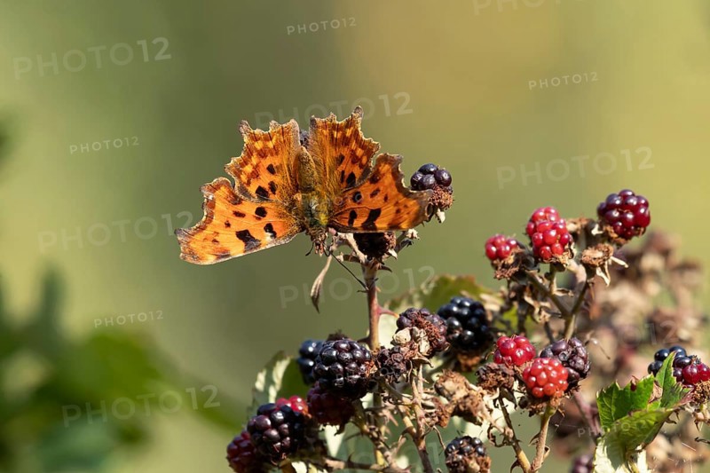 Comma butterfly (Polygonia c-album) adult insect on blackberries fruit in autumn, England, United Kingdom