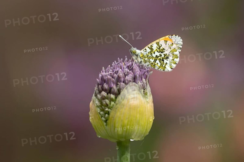 Orange tip butterfly (Anthocharis cardamines) adult insect resting on a garden Allium flower bud in spring, England, United Kingdom