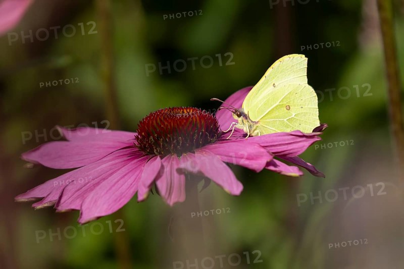 Brimstone butterfly (Gonepteryx rhamni) adult insect feeding on garden purple Coneflower (Echinacea purpurea) flower in summer, England, United Kingdom