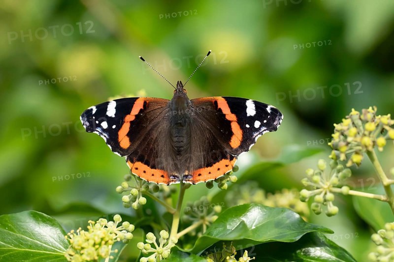 Red admiral butterfly (Vanessa atalanta) adult insect feeding on Ivy flowers in autumn, England, United Kingdom