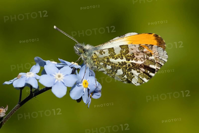 Orange tip butterfly (Anthocharis cardamines) adult insect on a garden blue Forget-me-not flower in spring, England, United Kingdom