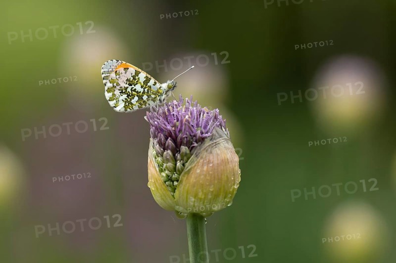 Orange tip butterfly (Anthocharis cardamines) adult insect resting on a garden Allium flower bud in spring, England, United Kingdom