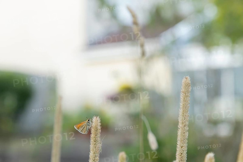 Large skipper butterfly (Ochlodes sylvanus) adult insect resting on a garden grass seed head with an urban house in the background, England, United Kingdom