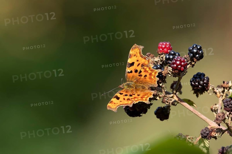 Comma butterfly (Polygonia c-album) adult insect on a blackberry fruit in autumn, England, United Kingdom