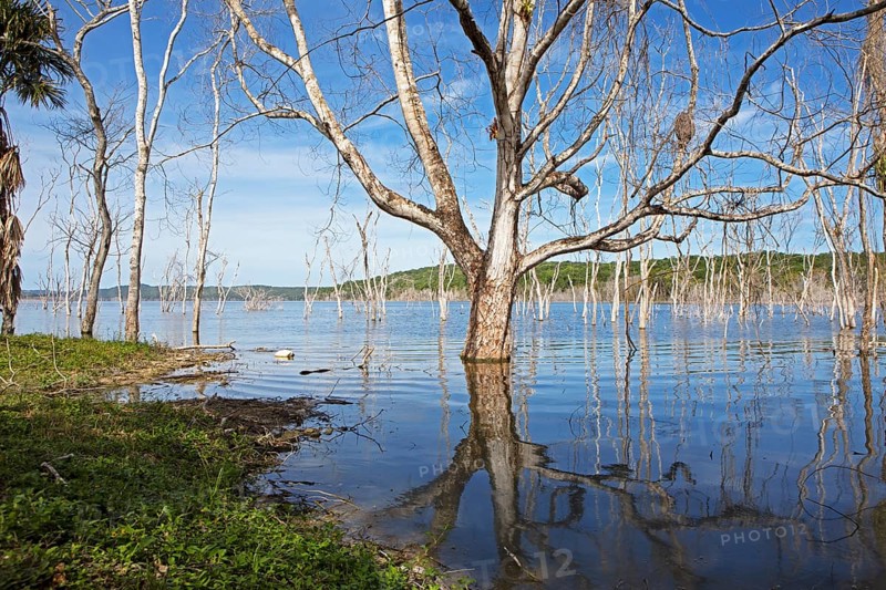 Dead trees in Lake Yaxha, Yaxha-Nakum-Naranjo National Park, Biósfera Maya Nature Reserve, Lowlands, Petén Department, Guatemala
