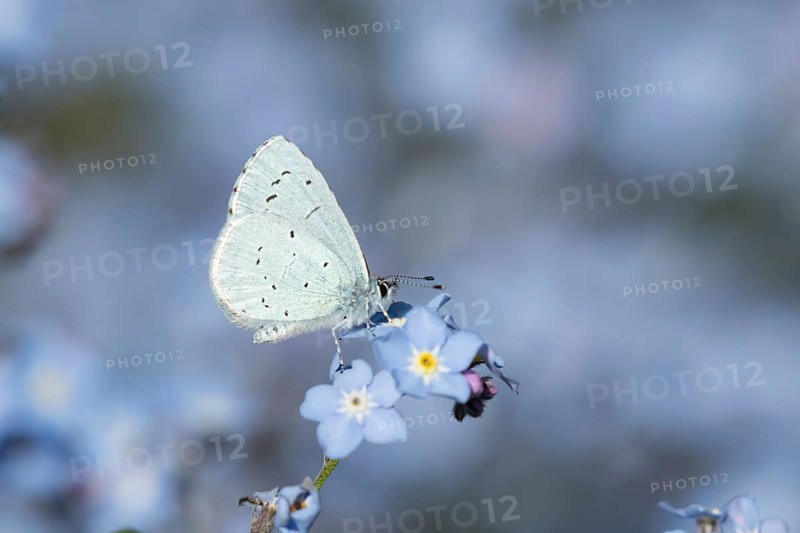 Holly blue butterfly (Celastrina argiolus) adult insect feeding on a garden Forget-me-not flower in summer, England, United Kingdom