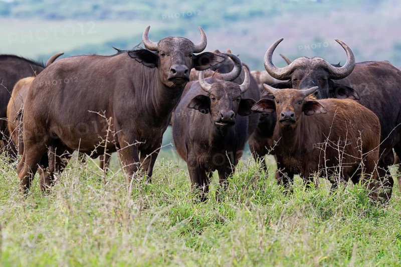 Group of African buffalos (Syncerus caffer) in the savannah, KwaZulu Natal province, South Africa