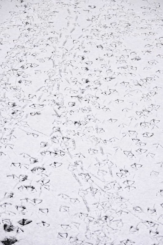 Traces of ducks in snow, winter, Germany