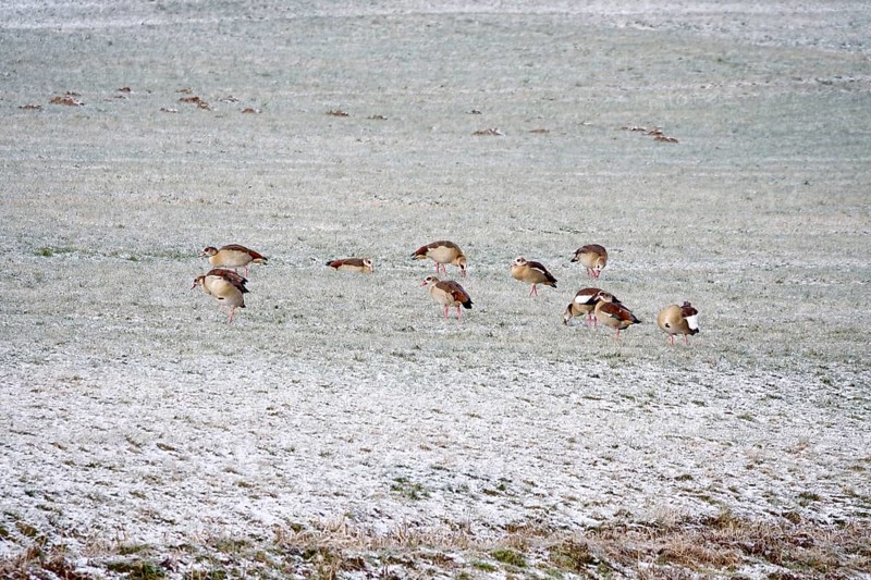 Nile geese in a field in winter, Germany