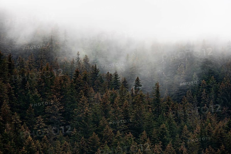 Dense forest on mountain slopes, mystical fog sweeping through the forest, Kenai Fjords National Park, Kenai Peninsula, Alaska, USA