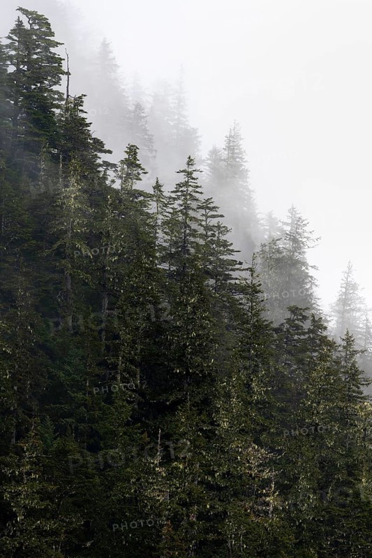 Dense forest on mountain slopes, mystical fog sweeping through the forest, Kenai Fjords National Park, Kenai Peninsula, Alaska, USA