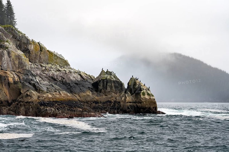 Rocky coast with birds, coastal landscape, Kenai Fjords National Park, Kenai Peninsula, Alaska, USA