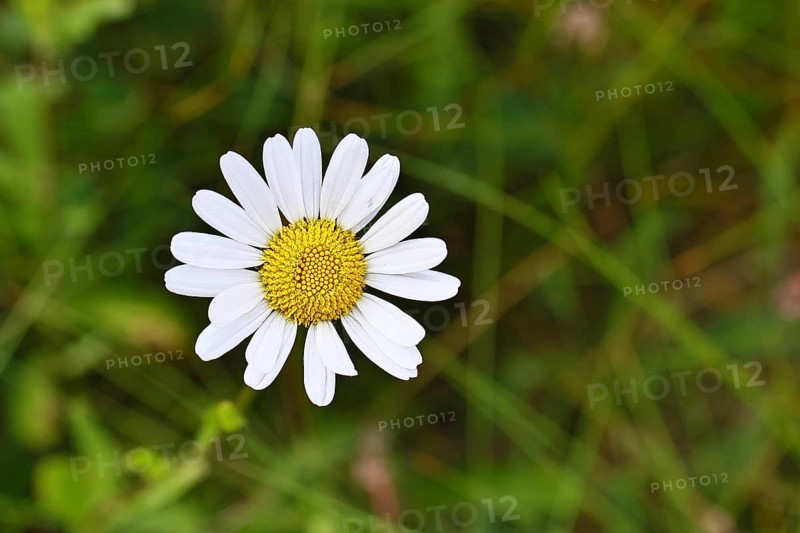 Daisy (Leucanthemum vulgare), flower in a meadow, close-up, macro, Wilnsdorf, North Rhine-Westphalia, Germany