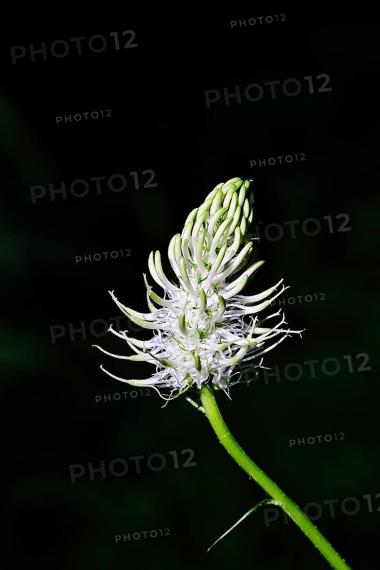 Spiked rampion (Phyteuma spicatum), greenish-white flowers in a forest clearing, Wilnsdorf, North Rhine-Westphalia, Germany